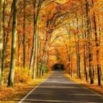 紅葉に囲まれた並木道をまっすぐに進む道の風景